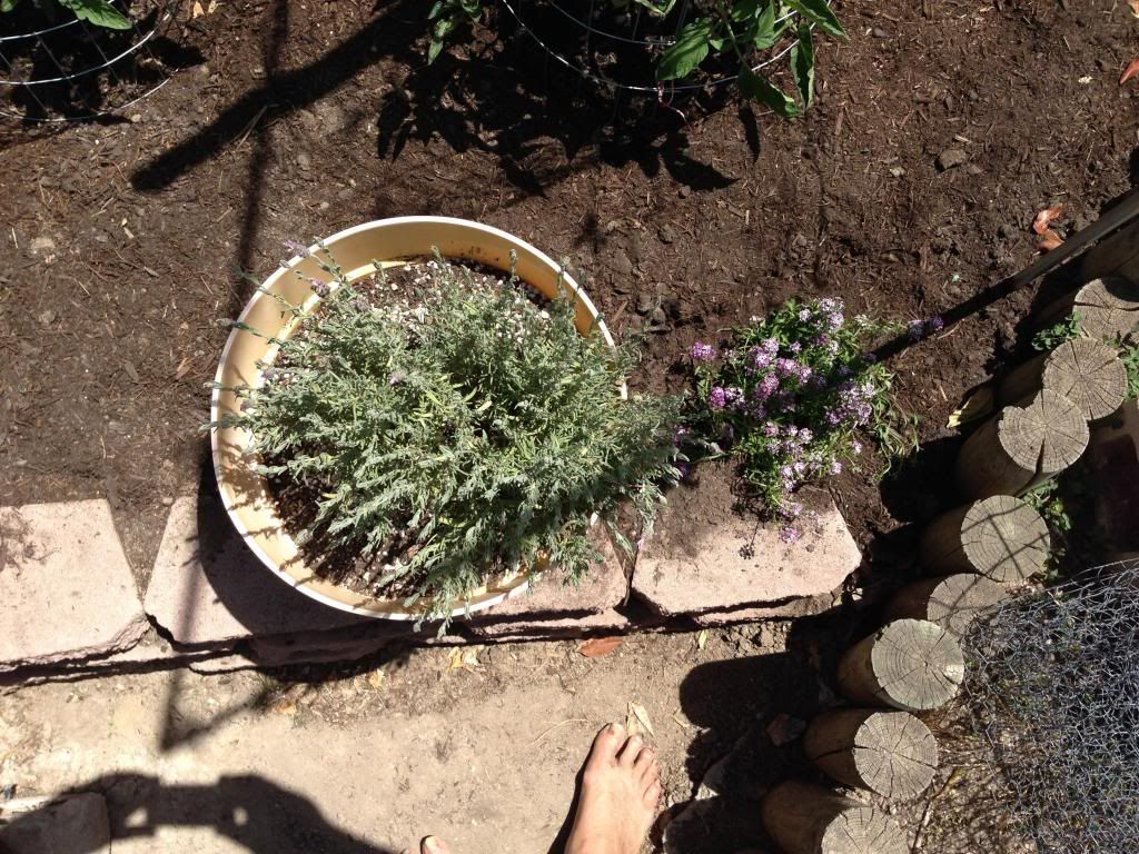  photo Picture010_zpse91436a9.jpg